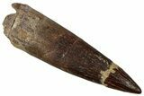Bargain, Fossil Plesiosaur (Zarafasaura) Tooth - Morocco #354698-1